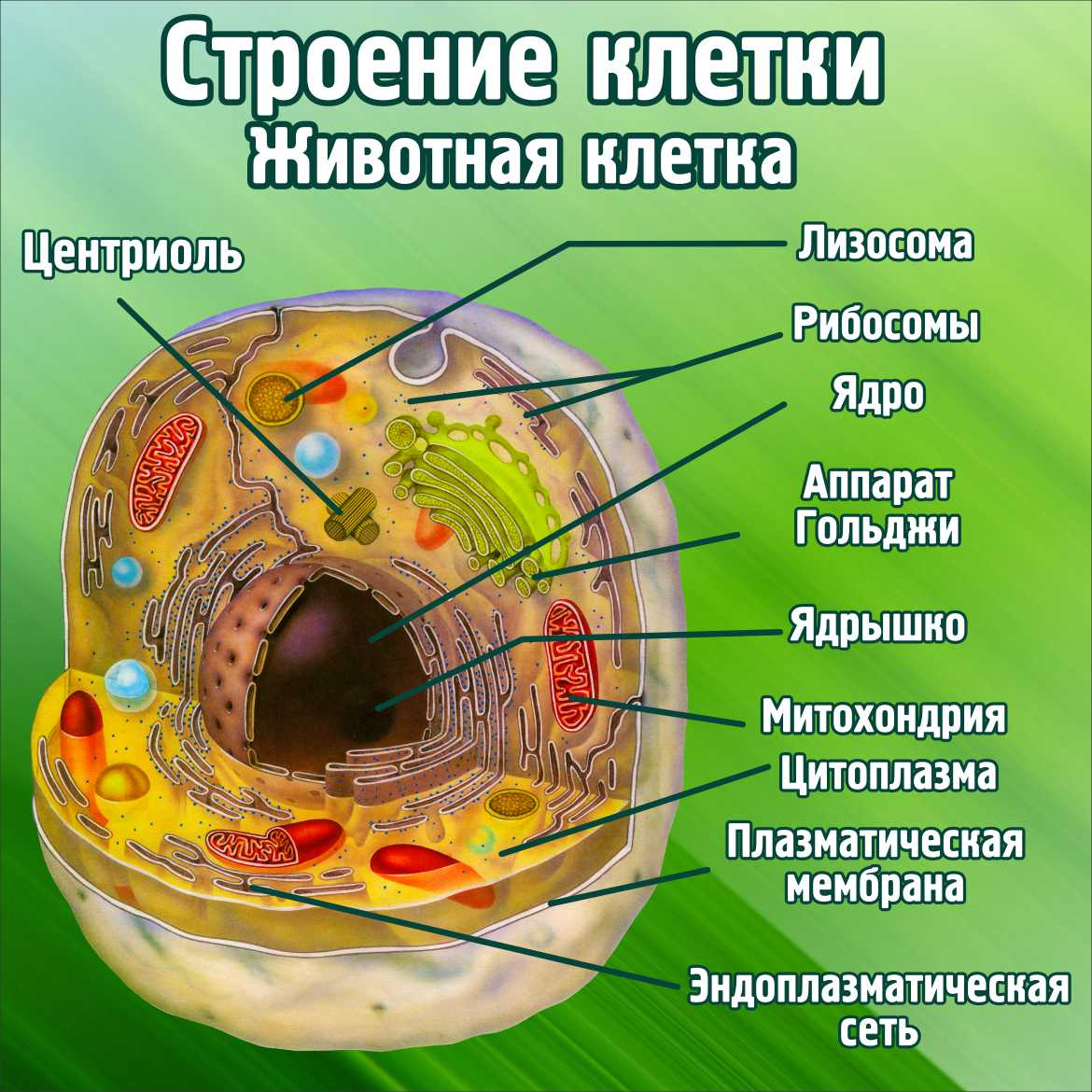 Стенд в кабинет биологии Строение клетки Животная клетка купить в Тольятти